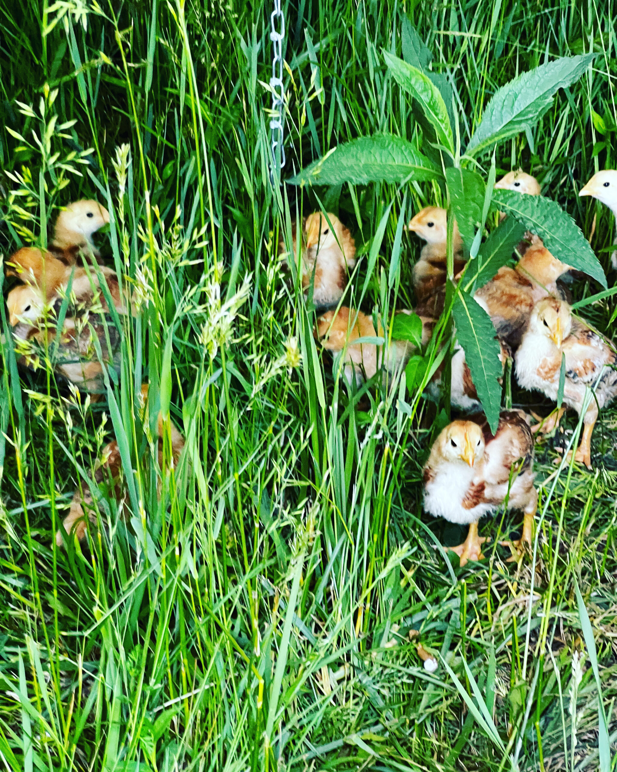 Pasture Rasied Chicks