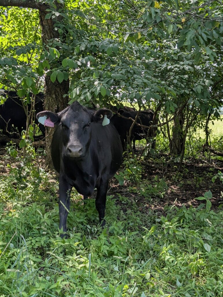 Heat Stress and Shade Seeking: Summer Comes to Stella Manor 1 1